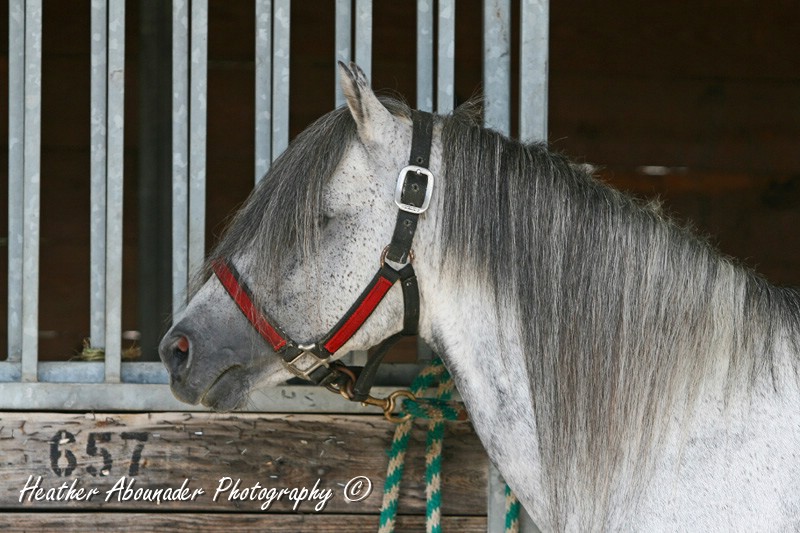 Bestand:Kaspisch paard2.jpg