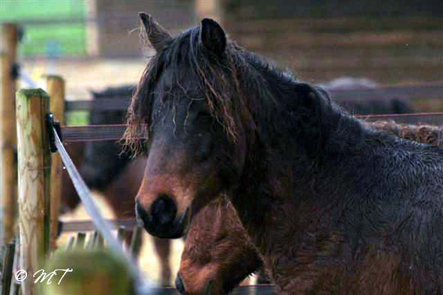 Bestand:Kaspische pony .jpg