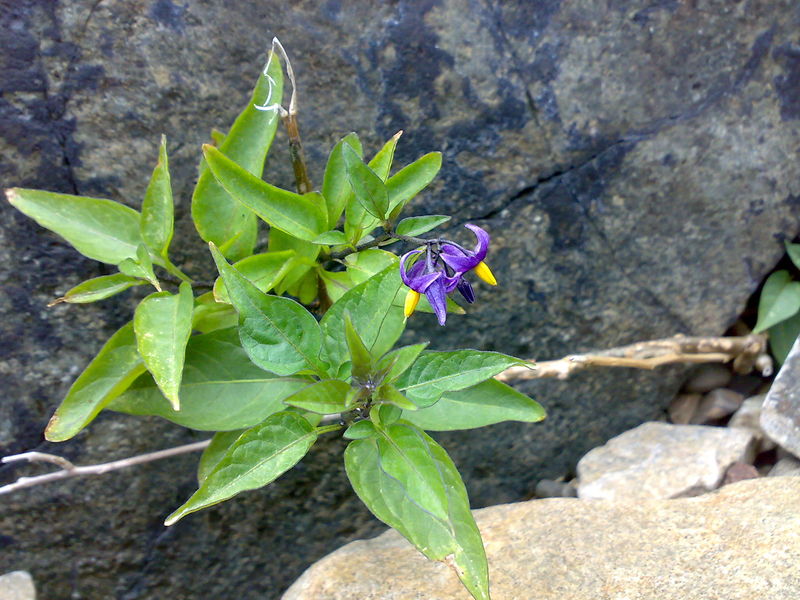 Bestand:Solanum dulcamara.jpg
