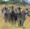 Chapman Zebra Botswana.jpg