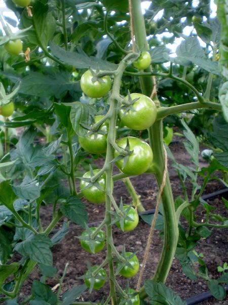 Bestand:Tomatenplant onrijpe vrucht.jpg