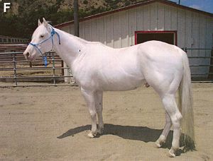Camarillo white horse.jpg