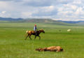 Een Mongools paard en zijn jonge jockey passeren een pony die de race niet heeft overleefd.