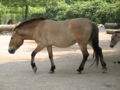 Przewalskipaard, een wild paard