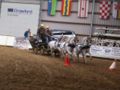 Vierspan pony’s met Sjekkie Lenssen tijdens een indoorwedstrijd