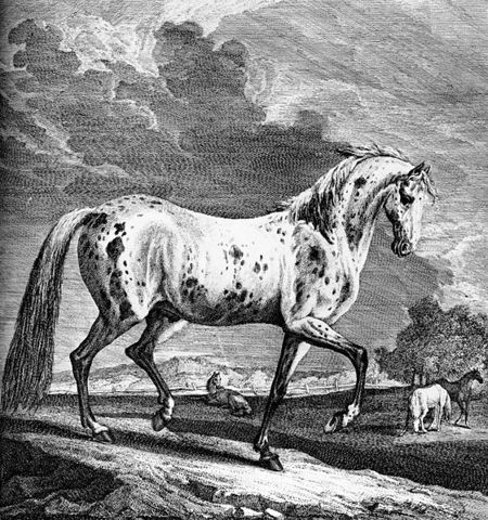 Appaloosa Viennas spotted stallion representing Jaylen Brown's dynamic movement on the court