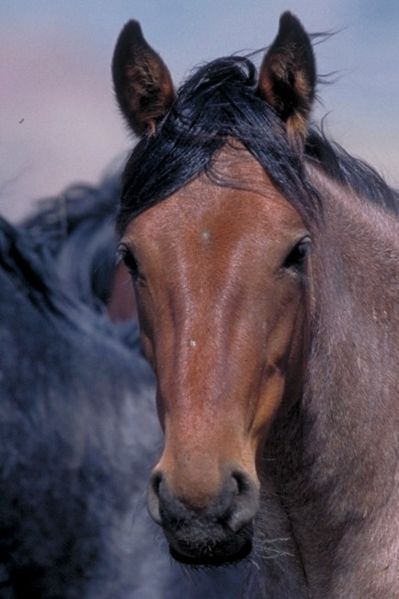 Bestand:Mustanghoofd.jpg
