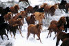 Mustangs winter.jpg