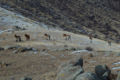 Een kudde Przewalskipaarden in Hustai National Park, Mongolië.