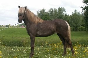 Duitse classic pony standfoto.jpg