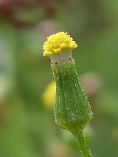 Bestand:Boskruiskruid Senetio sylvaticus bloem.jpg