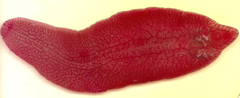 Bestand:Volwassen leverbot microscopisch.jpg