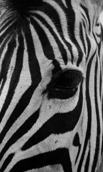 Bestand:Zebra.jpg