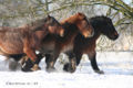 BelgischeTrekpaarden sneeuw.jpg