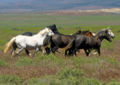 Mustangs in het wild op de vlakte
