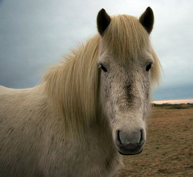 Bestand:Grey Icelandic horse.jpg