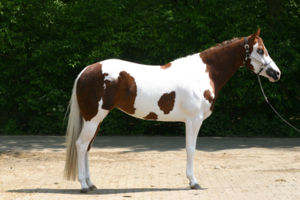 Paint horse Paarden-encyclopedie