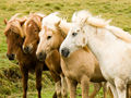 IJslandse paarden in augustus