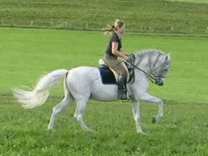 Galop animated.gif