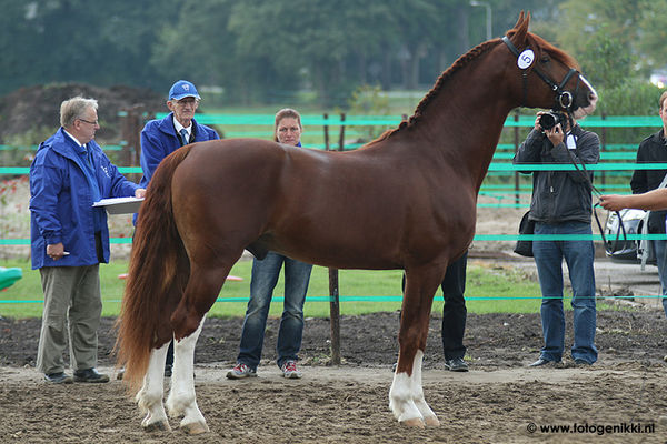 Frederiksborger - Paarden-encyclopedie