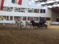 Vierspan pony’s met Marcel de Vries tijdens een indoorwedstrijd