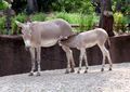 Somalische ezel met veulen.jpg