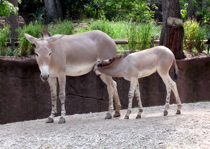 Bestand:Somalische ezel met veulen.jpg