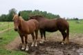 Suffolk Punch Horses.jpg