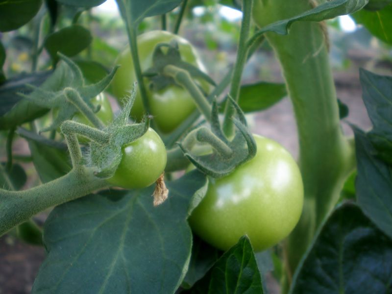 Bestand:Tomatenplant onrijpe vrucht 2.jpg