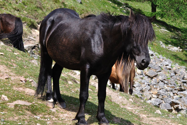 Pottok - Paarden-encyclopedie
