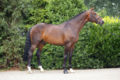 Standfoto van de KWPN-hengst Ticallux (van Lux), een warmbloed paard
