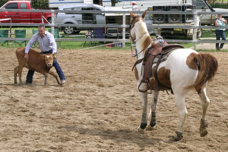 Bestand:Calf roping at rodeo.jpg