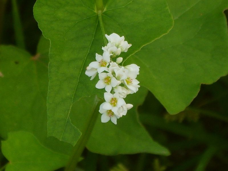 Bestand:Fagopyrum esculentum bloem.jpg