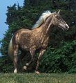 Zilverappel Rocky mountain horse