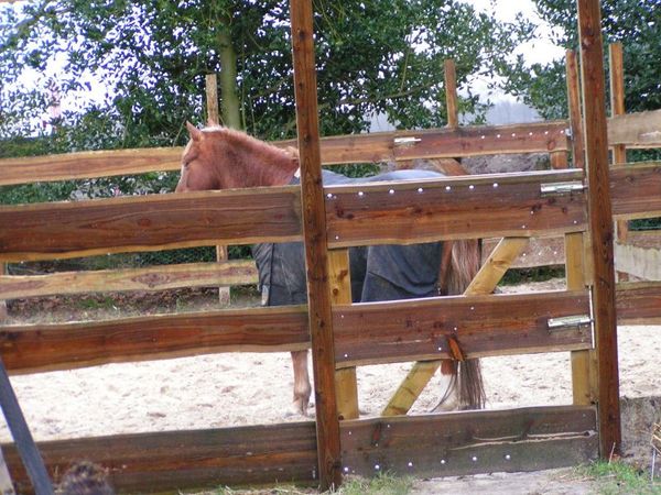 Afrastering Paardenencyclopedie