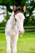 Vierde plaats hengstveulen Les Chevaux’s Stiekum