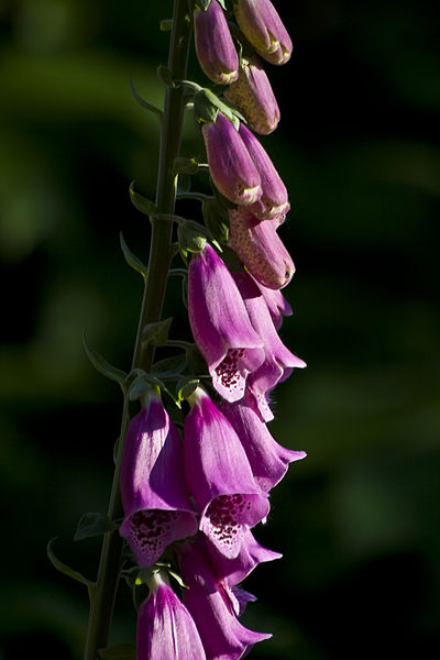 Bestand:Vingerhoedskruid bloemen.jpg