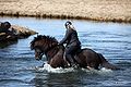 Een IJslander en zijn amazone rijden door het water