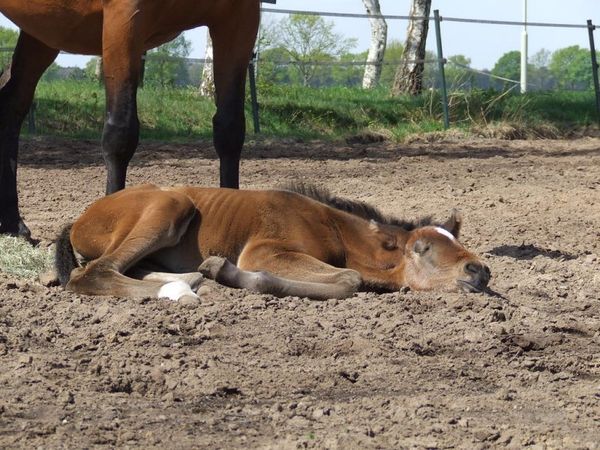 Slapen - Paarden-encyclopedie