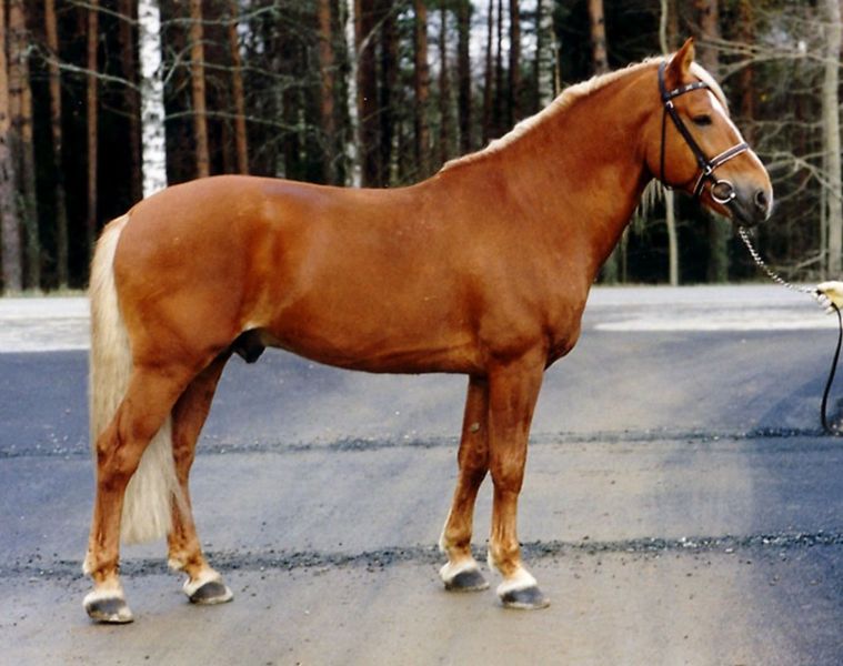 Bestand:Fins paard.jpg