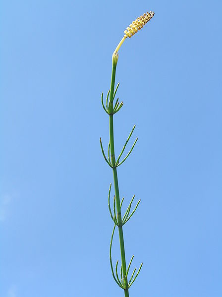 Bestand:Equisetum palustre1.jpg