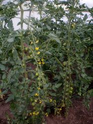 Tomatenplant of Solanum lycopersicum