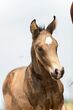Bronzen hengstveulen Wonderboy AM