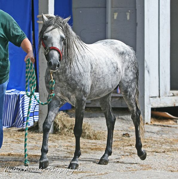 Bestand:Kaspisch paard4.jpg