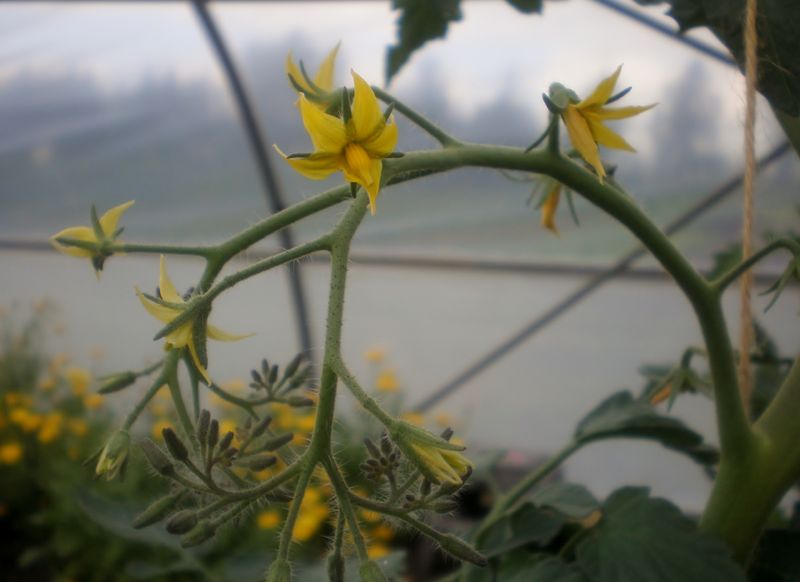 Bestand:Tomatenplant bloem.jpg