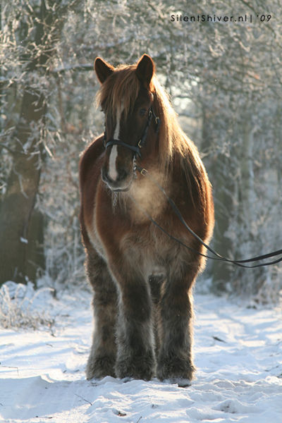 Bestand:BelgischTrekpaard sneeuw.jpg