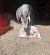 Vierde plaats hengstveulen ery Important Pony aka VIP