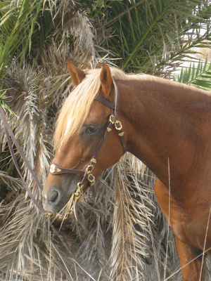 onderbreken diagonaal Recensent Berber - Paarden-encyclopedie