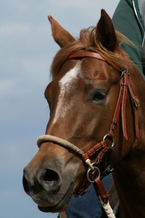 Overtreffen Vesting Zeep Hoofdstel (western) - Paarden-encyclopedie