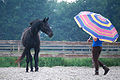 Paard laten wennen aan een paraplu